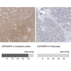 CNTNAP4 Antibody, Novus Biologicals 25 &mu;L; Unlabeled:Antibodies, Polyclonal